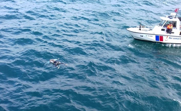 Van Gölü'nde 2 ceset daha bulundu