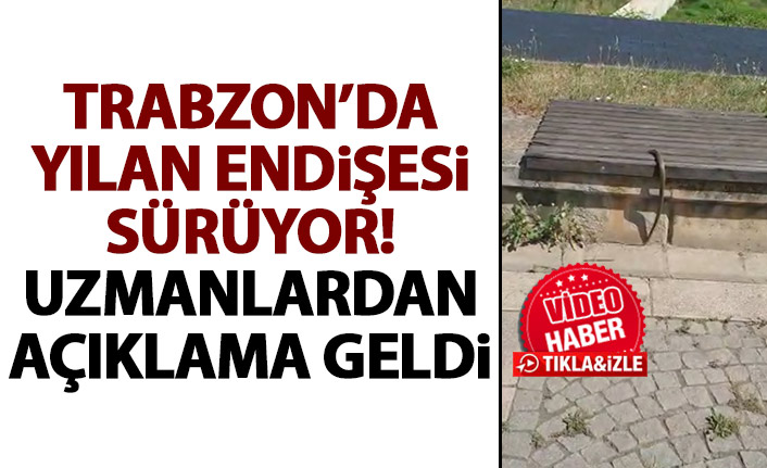 Trabzon'da yılan endişesi sürüyor