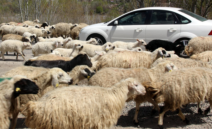 Koyun sürüsü karayolu kapattı