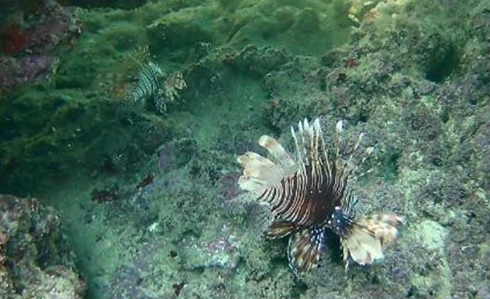 Dünyanın en zehirli balığı Türkiye'de!