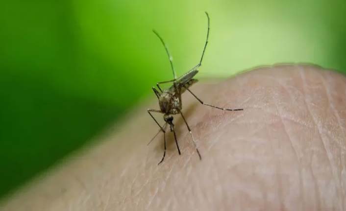 Sinekler koronavirüs taşıyabilir mi? Endişelendiren açıklama