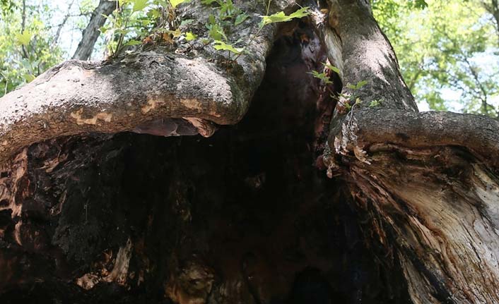 Define uğruna 700 yıllık çınarı talan edip yaktılar