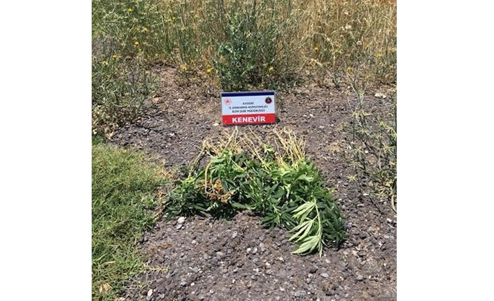 Kayseri'de 90 kök kenevir ele geçirildi