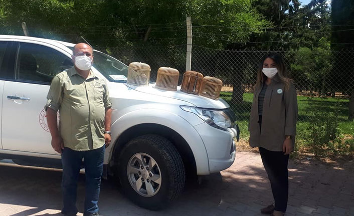 Evdeki 4 adet kınalı keklik ele geçirildi