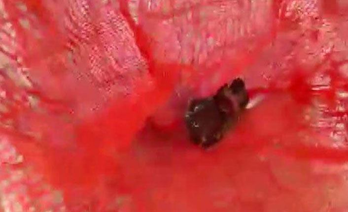 Apartman sakinlerini tedirgin eden ses baykuş çıktı