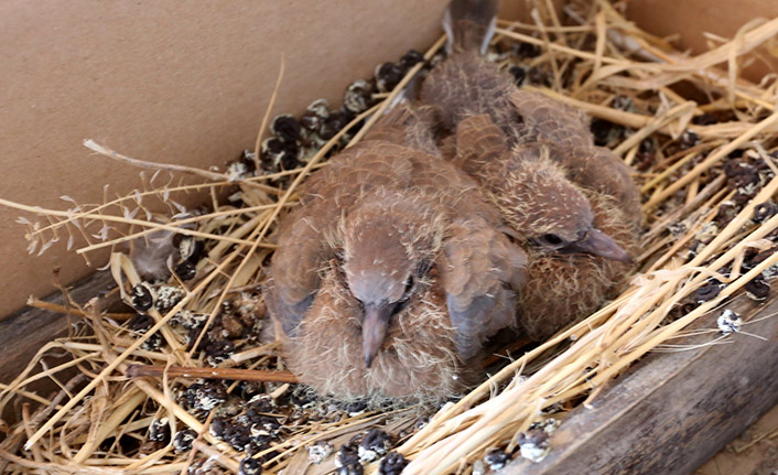  Evinin misafir odasını kuşlara bıraktı