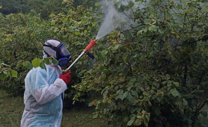 Trabzon'da bitki hastalık ve zararlılarıyla mücadele çalışmaları sürüyor