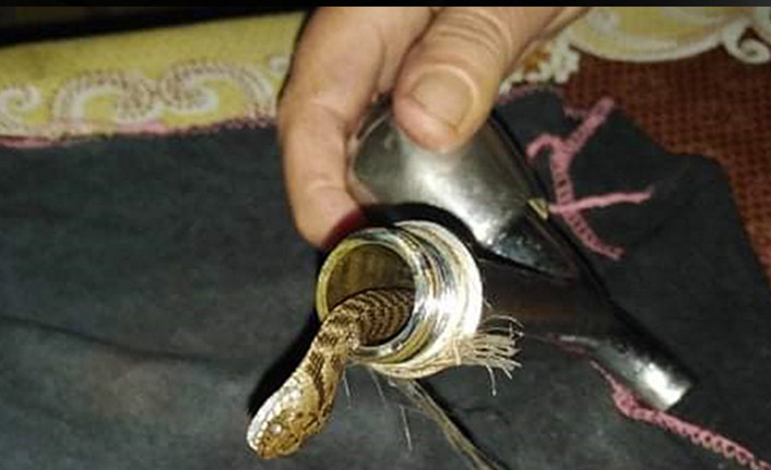Musluktan yılan çıktı