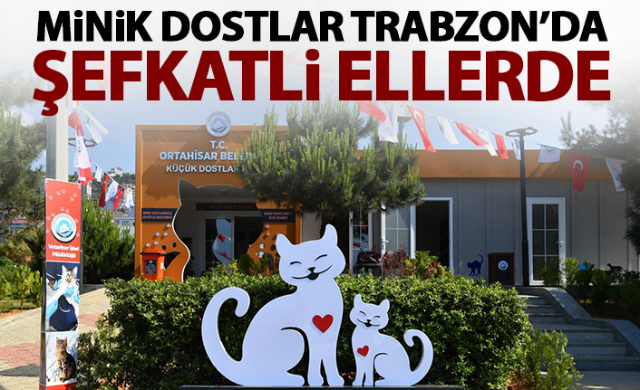 Trabzon'da minik dostlar şefkatli ellerde tedavi ediliyor!