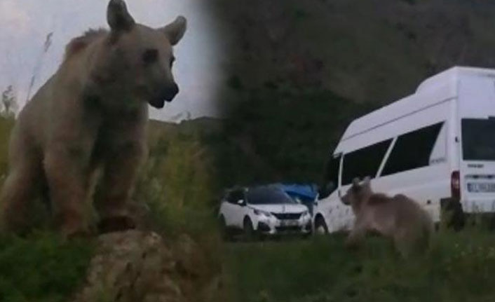 Göçerlerin çadır kurduğu bölgede boz ayı paniği!