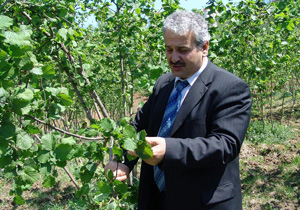 "Fındık geçen yıla oranla az"