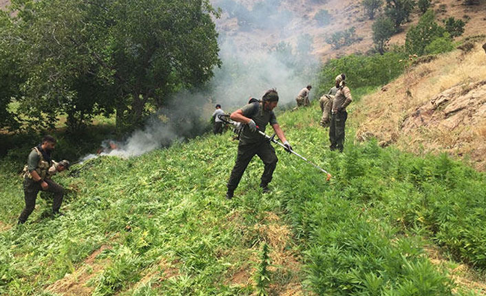 7 milyon kök Hint keneviri ele geçirildi