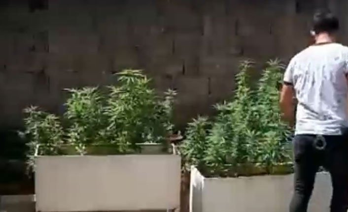 Gaziantep'te 173 kök Hint keneviri ele geçirildi