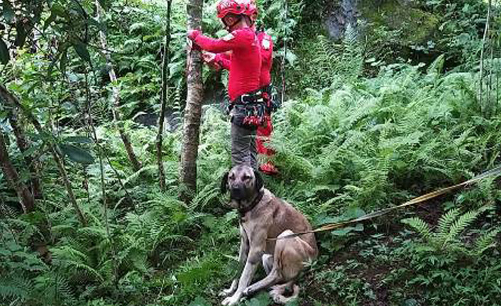 Rize'de taşan derede köpek mahsur kaldı