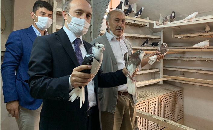 Bayburt güvercininin tanıtım çalışmaları başlıyor