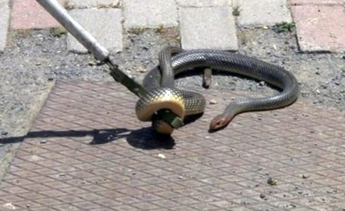 Kent diken üstünde, 174 kişiyi akrep soktu, 5 kişiyi yılan ısırdı