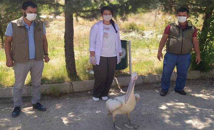 Yorgun düşen pelikan yoğun bakıma alındı