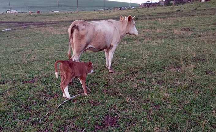 Yeni doğan buzağı, suni teneffüsle hayata döndü