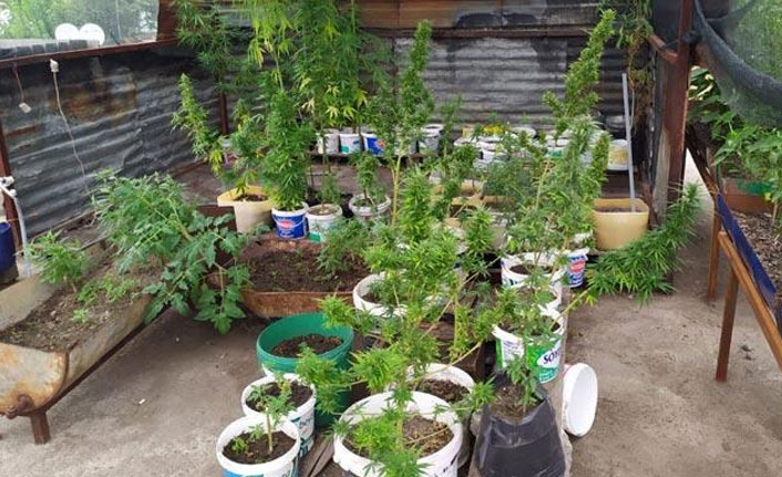 Evin damında 113 kök Hint keneviri ele geçirildi