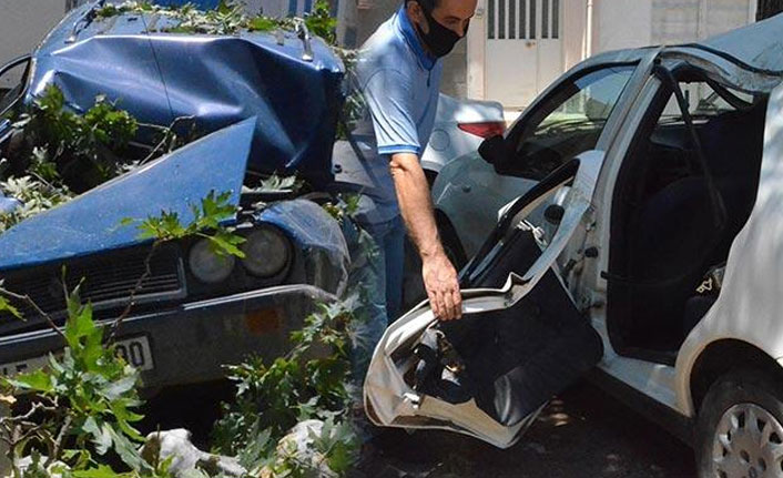 650 yıllık çınar ağacı devrildi!