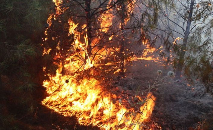Şanlıurfa'da orman yangını
