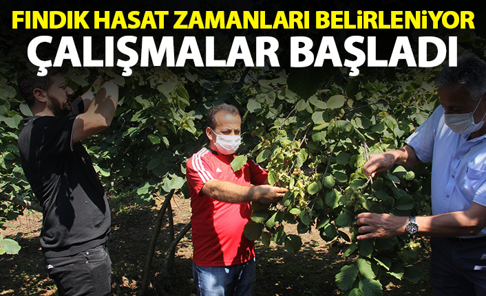 Fındık hasat tarihleri belirleniyor