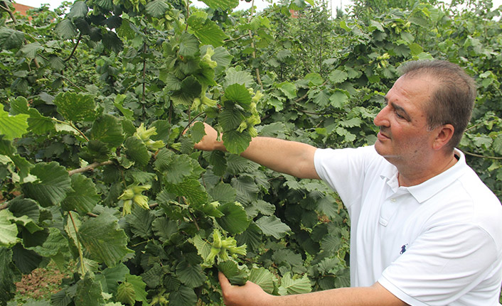 Fındık rekoltesi tartışmalarında Bakan'a destek