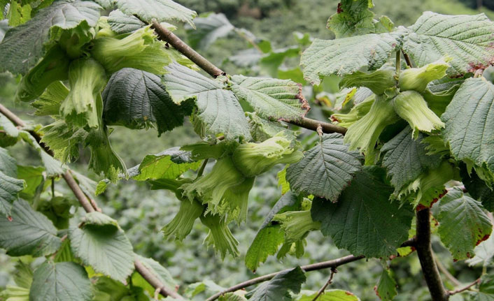 Fındıkta tahmini rekolte belirlendi