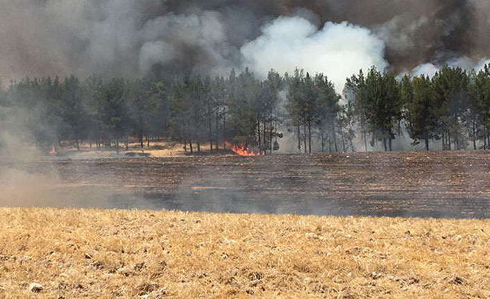 Gaziantep'te orman yangını