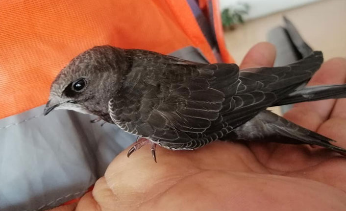 Yuvadan düşen yavru ebabil kuşları bakıma alındı