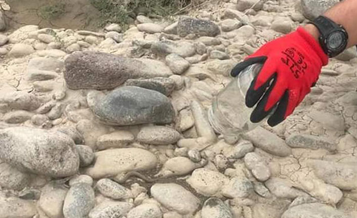 Bahçede bulundu! Tekrar doğaya bırakıldı