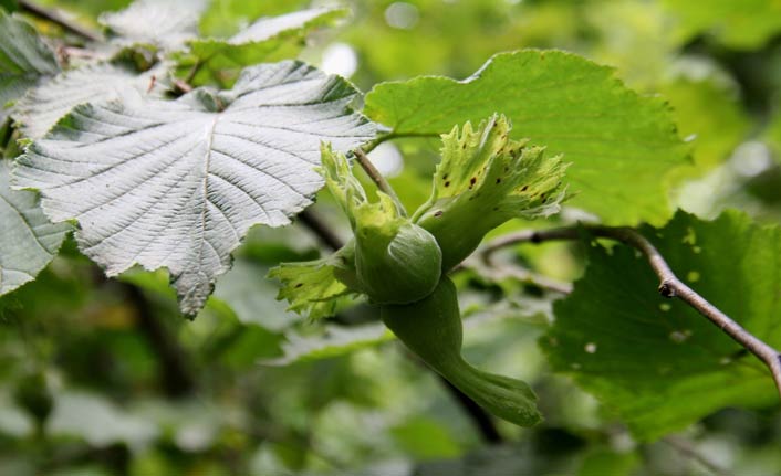 Fındıkta rekolte tartışması