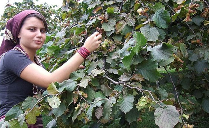 Trabzon'da fındık toplama tarihleri resmen açıklandı