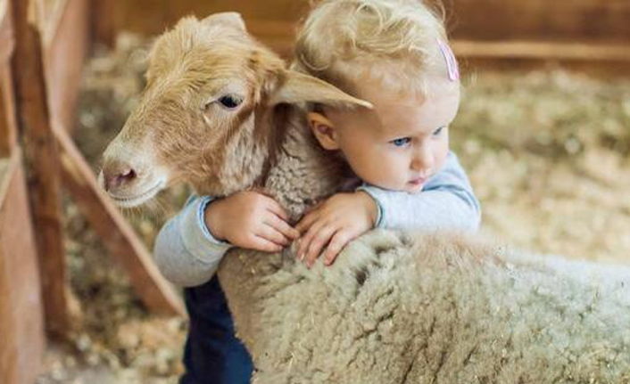 ‘Kurban kesimine çocukları tanık etmeyin’
