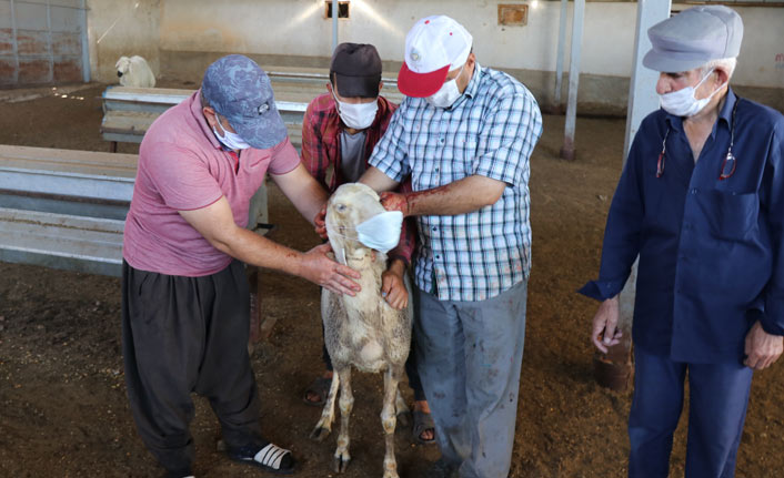Kurbanlık koyunlar maske takılarak kurban edildi