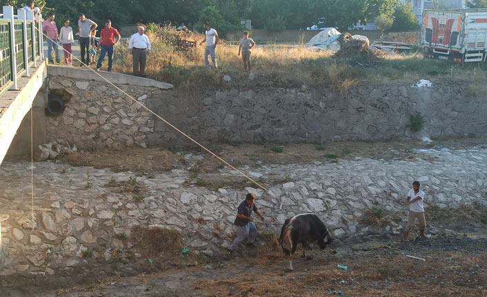 Kaçan kurbanlığı 3 saatin sonunda yakalayabildiler