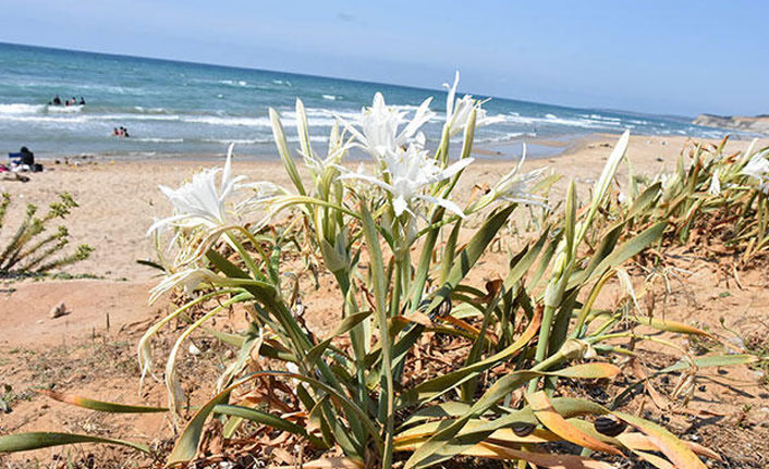 Bu zambağı koparmanın cezası 73 bin lira