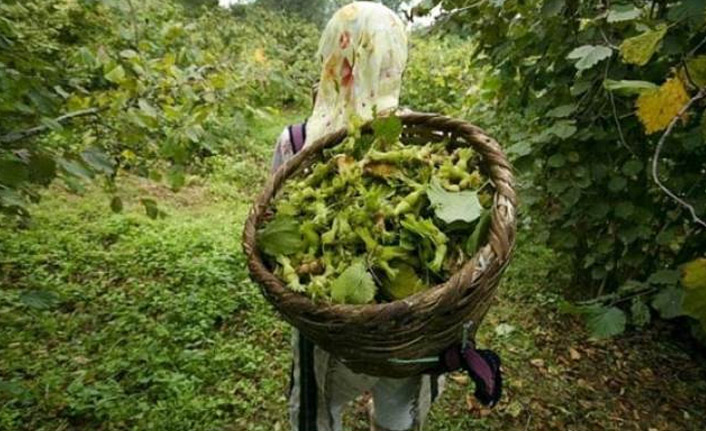 Fındık üreticisine önemli uyarı - 04 Ağustos 2020