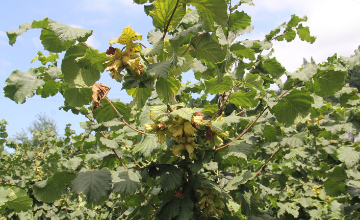 Fındık hasadı bu bahçede yapılacak! Özelliği ile dikkat çekiyor
