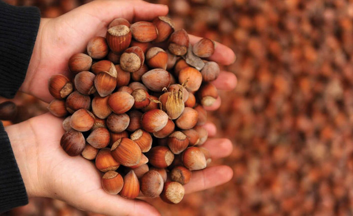 Trabzon'dan 54 ülkeye fındık ihraç edildi