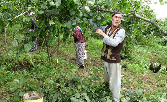 Fındık nasıl toplanmalı? Üreticilere çağrı geldi