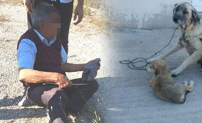Köpeğe tecavüz etti serbest kaldı