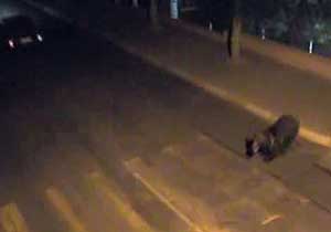 Ayı MOBESE kamerasına takıldı