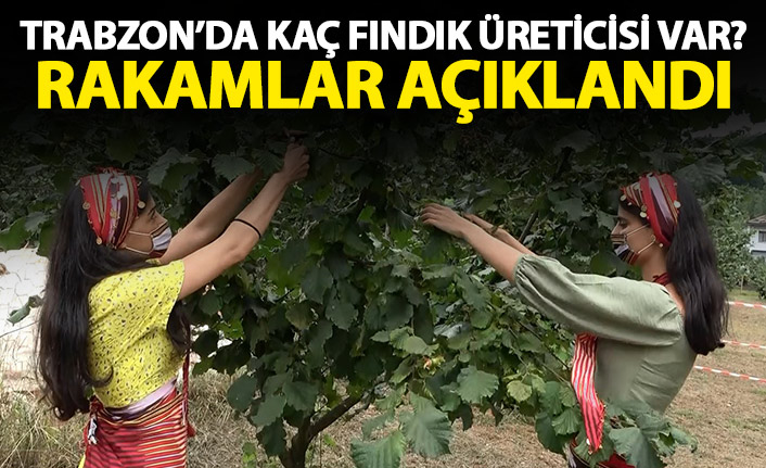 İşte Trabzon'daki fındık yetiştiricisi sayısı