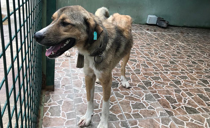 Büyükşehir'den sahipsiz canlılara özel uygulama