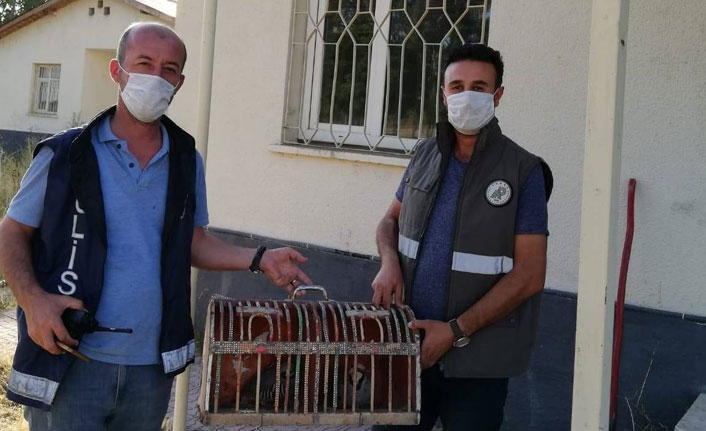 Kaçak avlanılan 2 kınalı kekliğe el konuldu