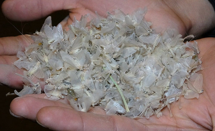 Kelebeklerin ölüm dansı başladı