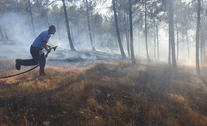 Piknik ateşi ormanı kül etti