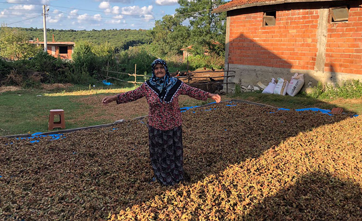 Fındıkları çalınmasın diye uğraşırken evi soyuldu