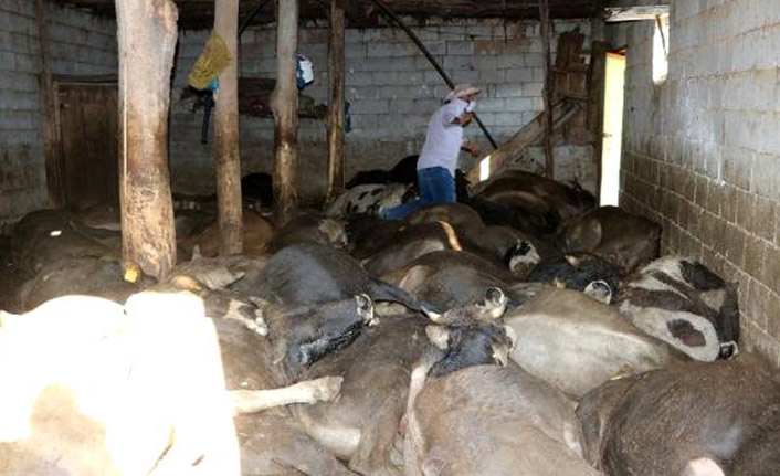 Hayvanlar bir gecede telek oldu